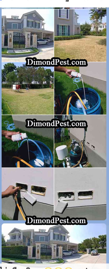 diamondpest