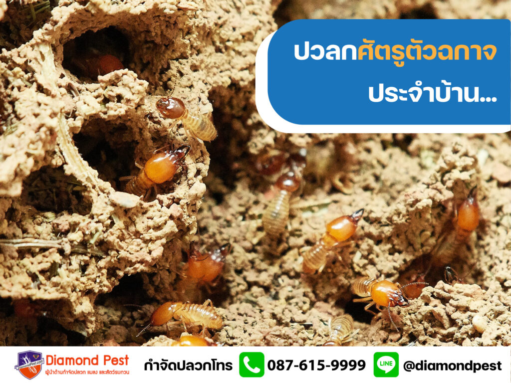 ปวลกศัตรูตัวฉกาจประจำบ้าน002
