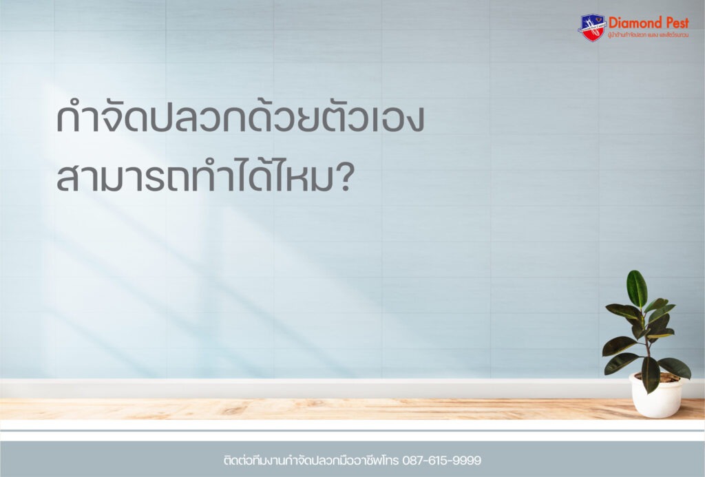 กำจัดปลวกด้วยตัวเองสามารถทำได้ไหม?