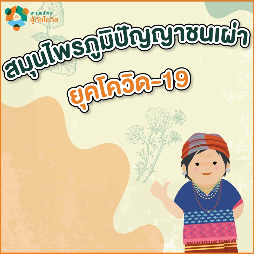สมุนไพรภูมิปัญญาชนเผ่ายุคโควิด-19-01