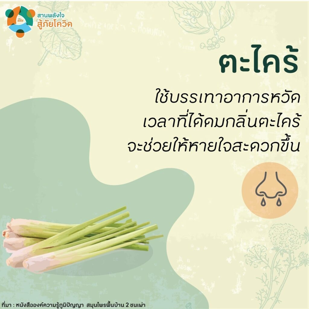 สมุนไพรภูมิปัญญาชนเผ่ายุคโควิด-19-02