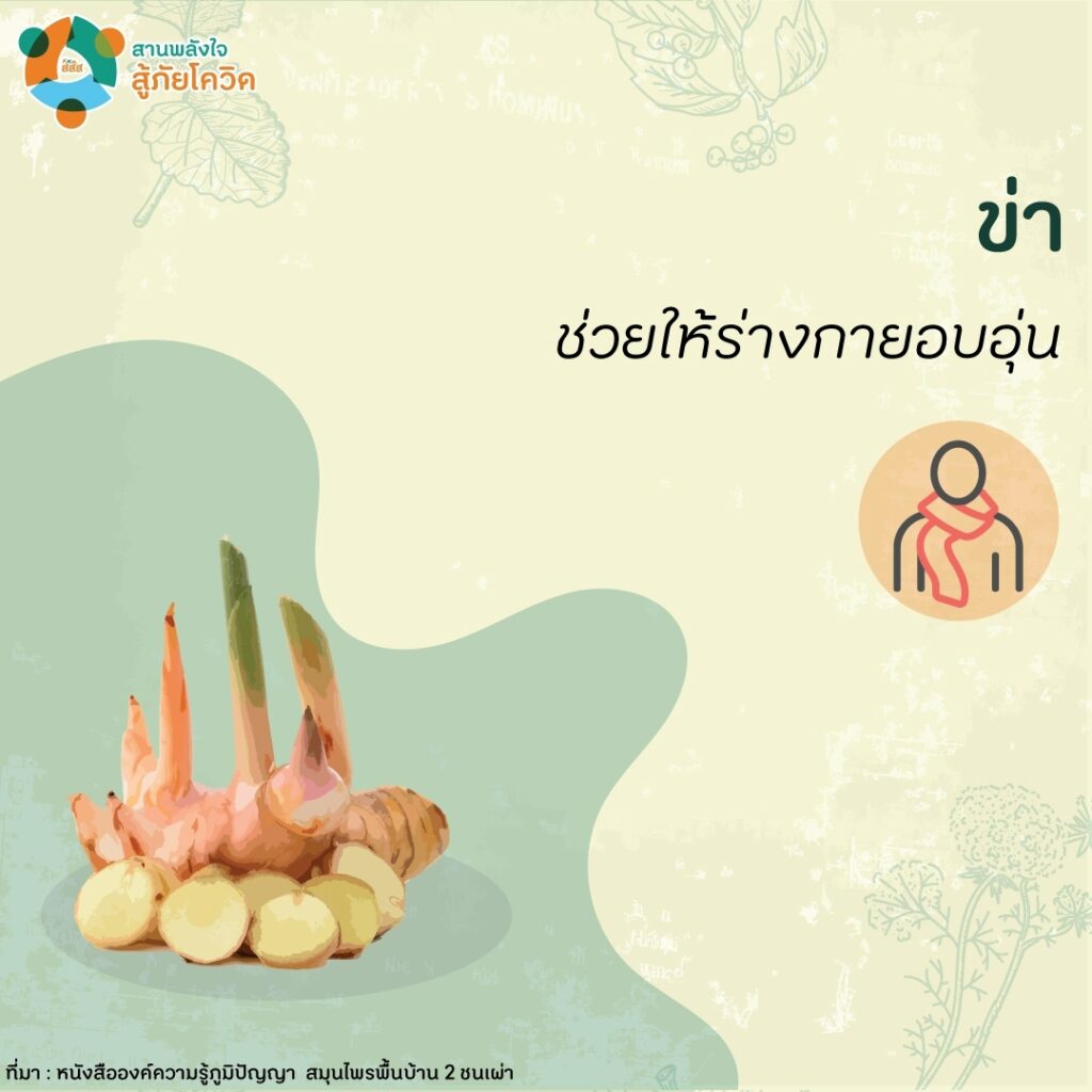 สมุนไพรภูมิปัญญาชนเผ่ายุคโควิด-19-03