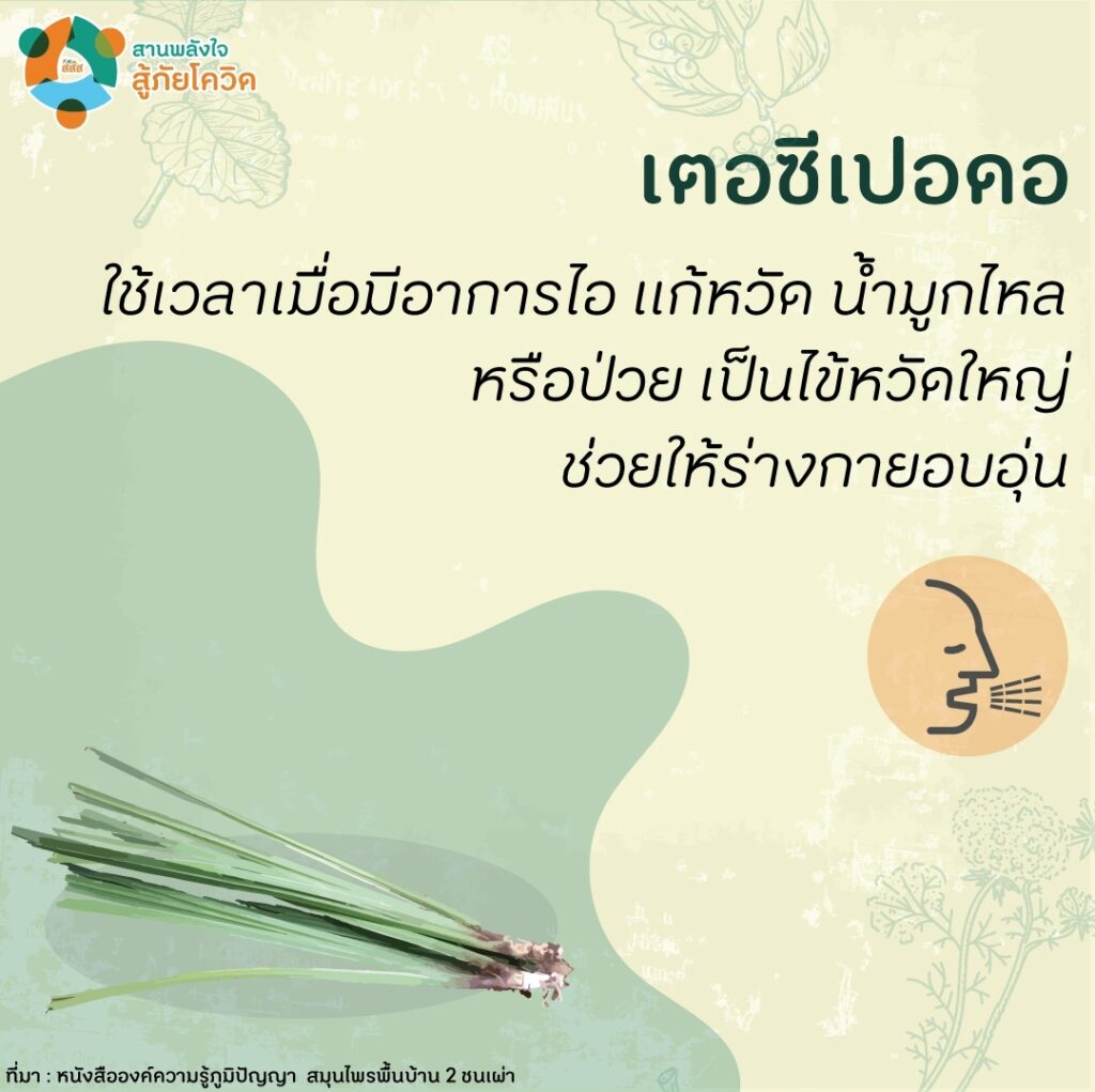 สมุนไพรภูมิปัญญาชนเผ่ายุคโควิด-19-04