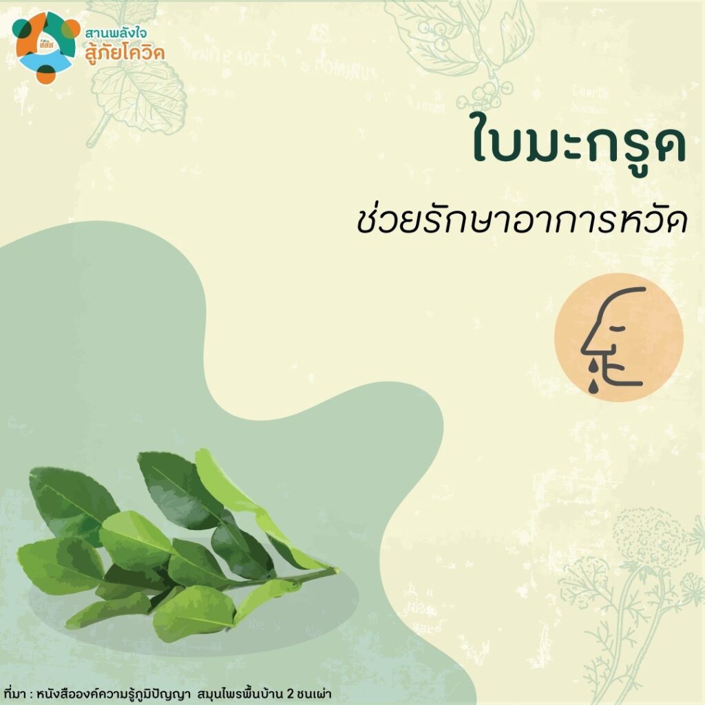 สมุนไพรภูมิปัญญาชนเผ่ายุคโควิด-19-05