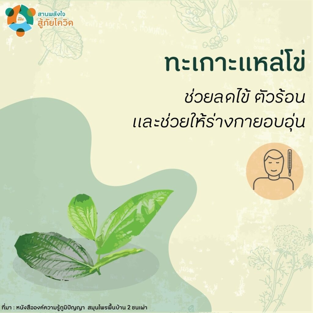 สมุนไพรภูมิปัญญาชนเผ่ายุคโควิด-19-07