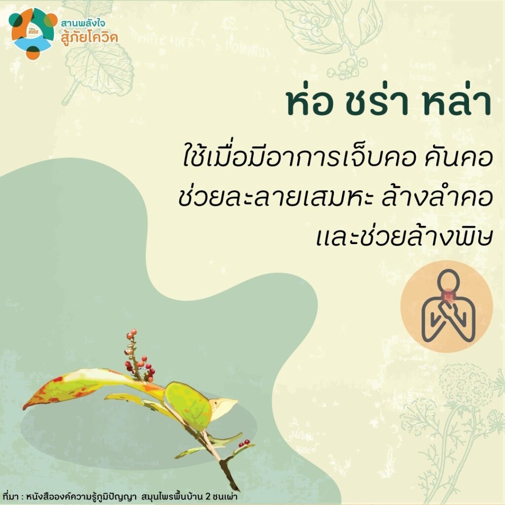 สมุนไพรภูมิปัญญาชนเผ่ายุคโควิด-19-08