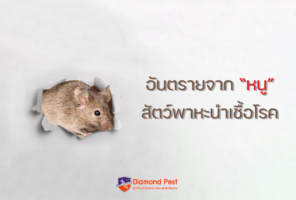 อันตรายจาก “หนู” พาหะนำเชื้อโรค
