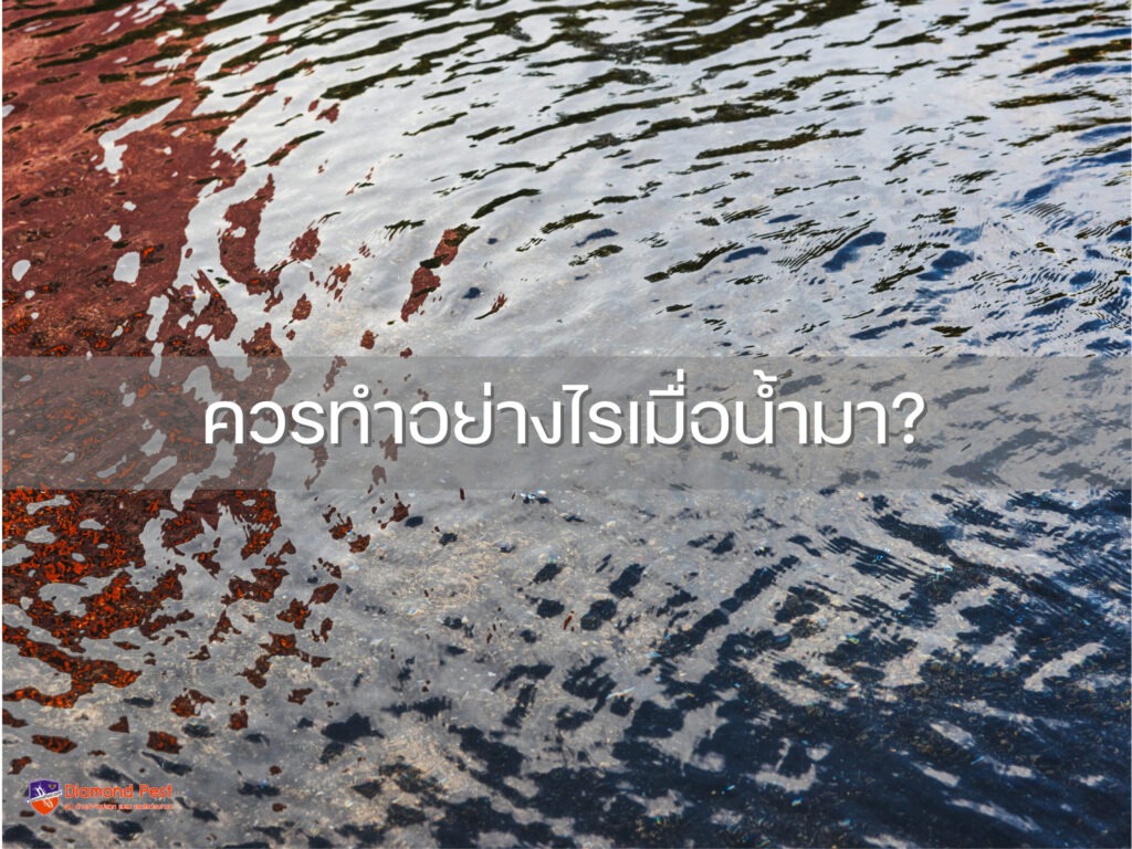 ควรทำอย่างไรเมื่อน้ำมา