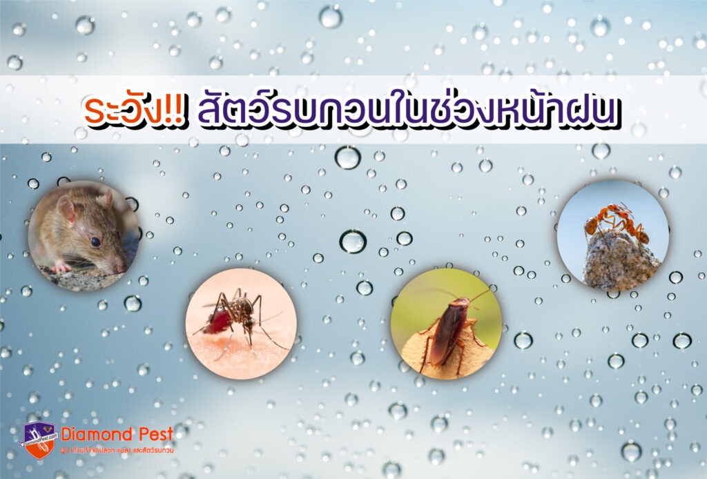 ระวังสัตว์รบกวนช่วงหน้าฝน