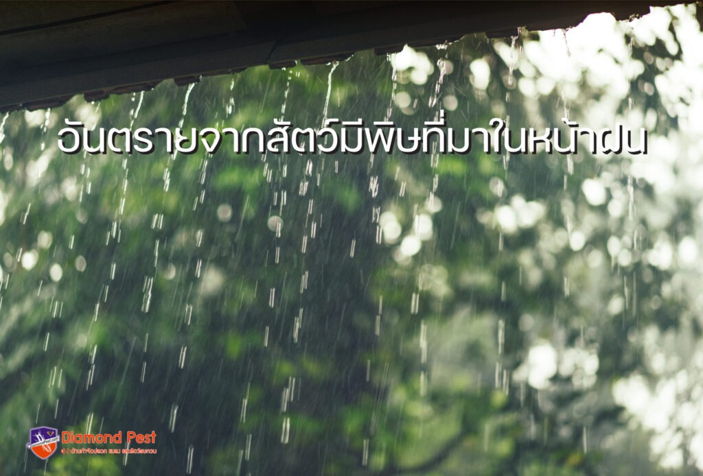 อันตรายจากสัตว์มีพิษที่มาในหน้าฝน