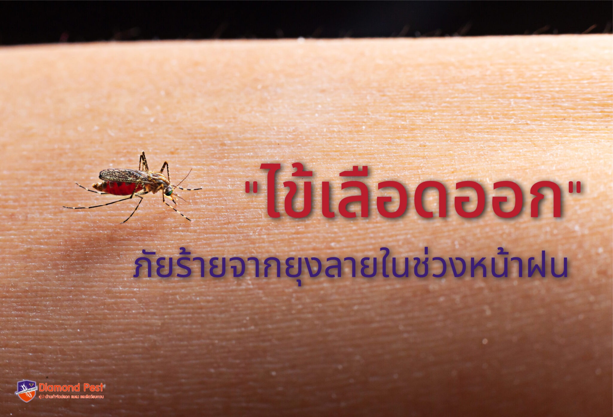  “ไข้เลือดออก” ภัยร้ายจากยุงลายในช่วงหน้าฝน - Diamond Pest 