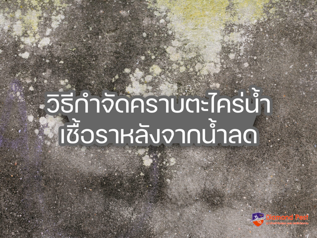 วิธีกำจัดคราบตะไคร่เชื้อราหลังน้ำลด