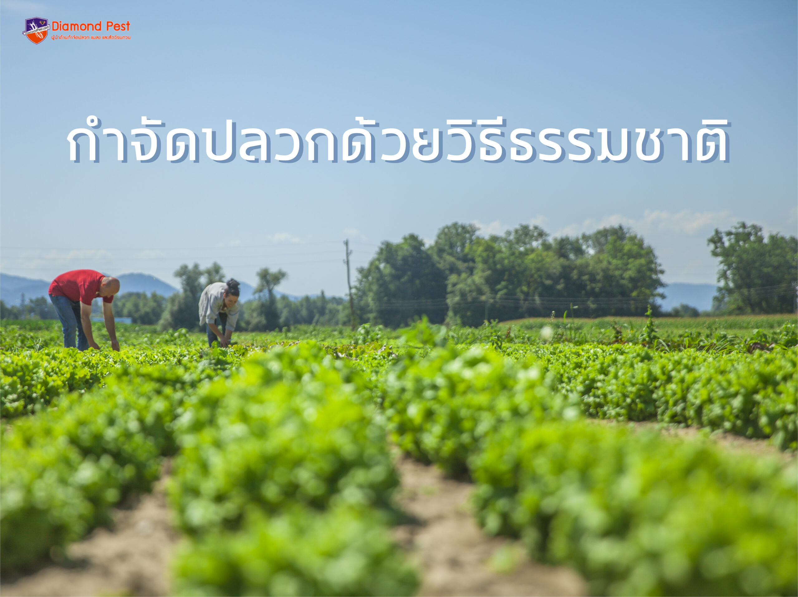 กำจัดปลวกด้วยวิธีธรรมชาติ