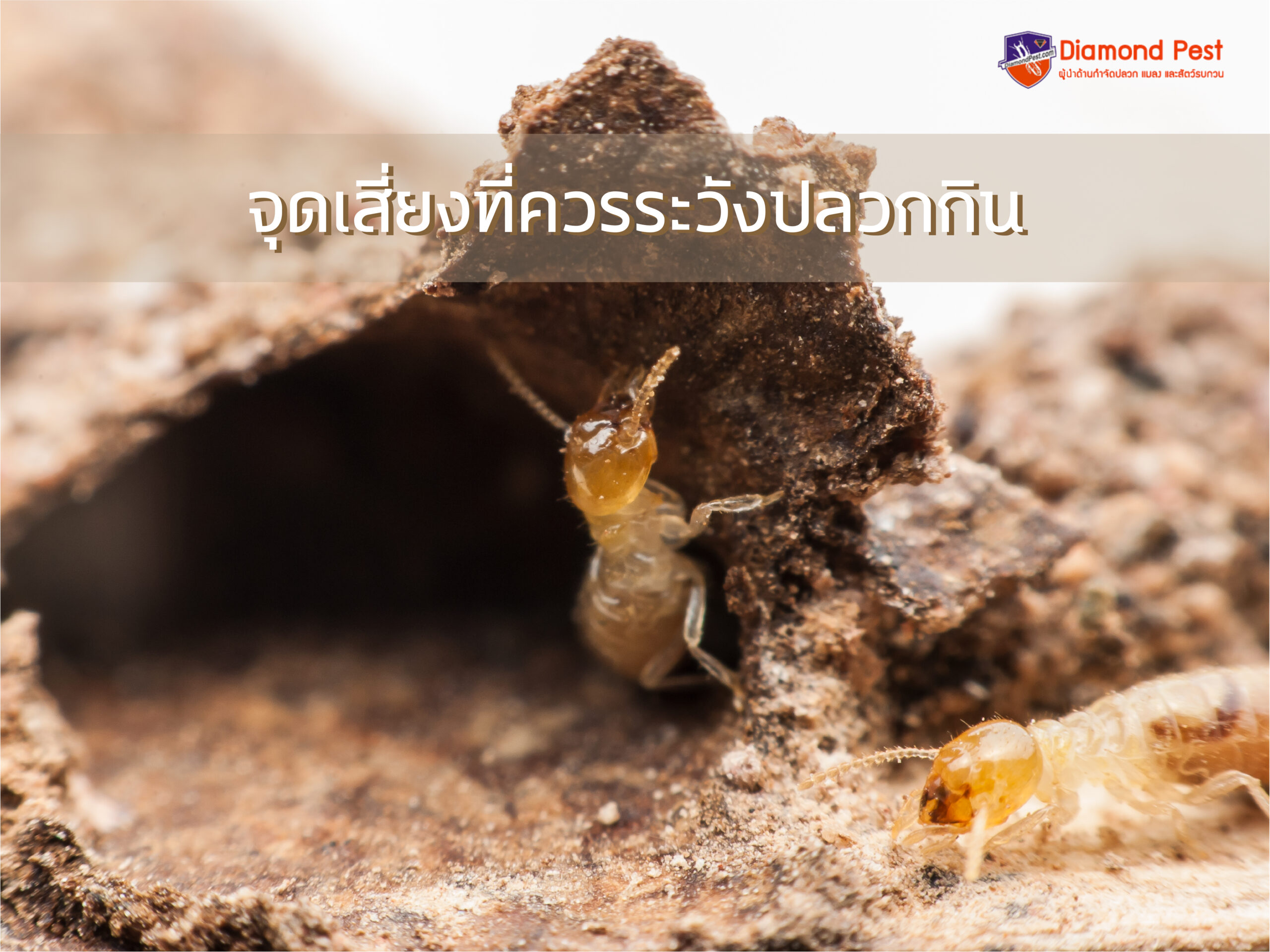 จุดเสี่ยงที่ควรระวังปลวกกิน