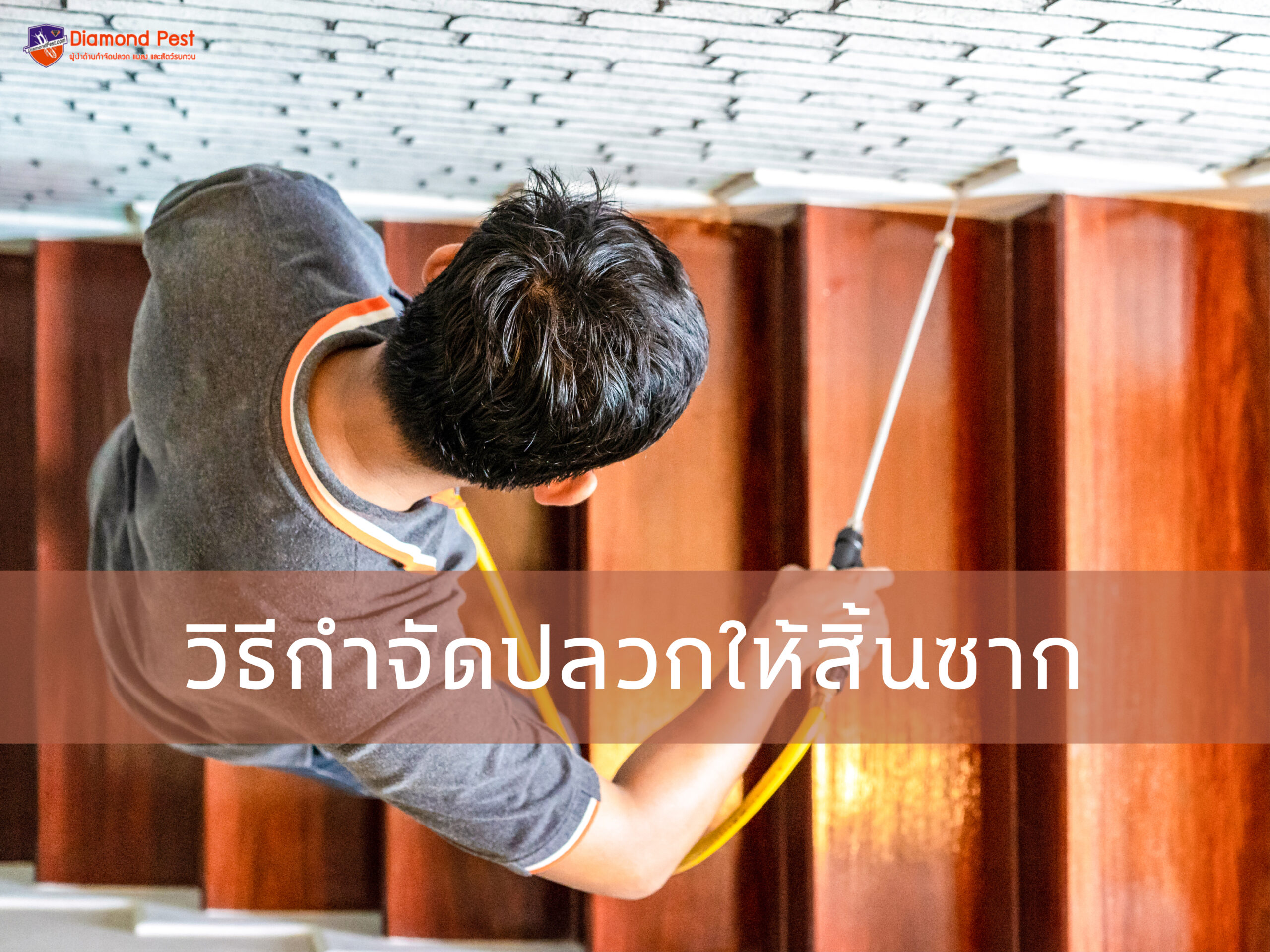 วิธีกำจัดปลวกให้สิ้นซาก