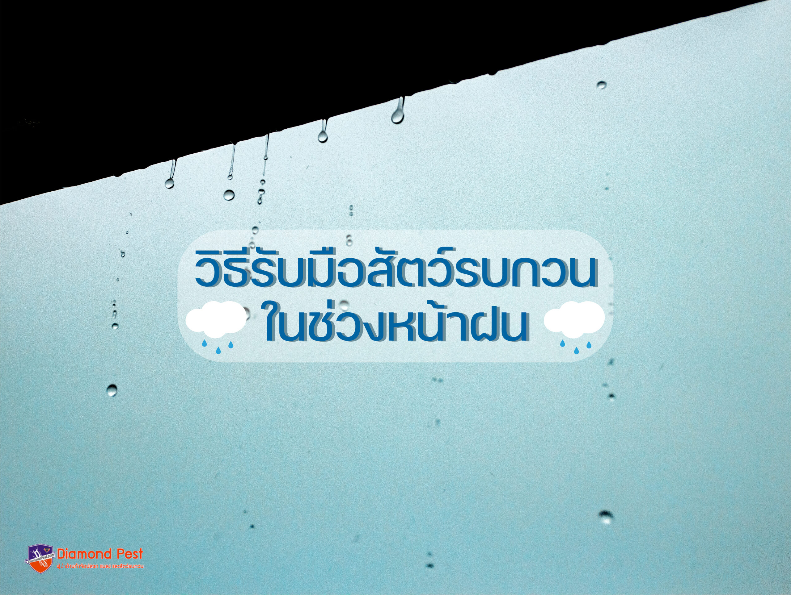 วิธีรับมือสัตว์รบกวนในช่วงหน้าฝน
