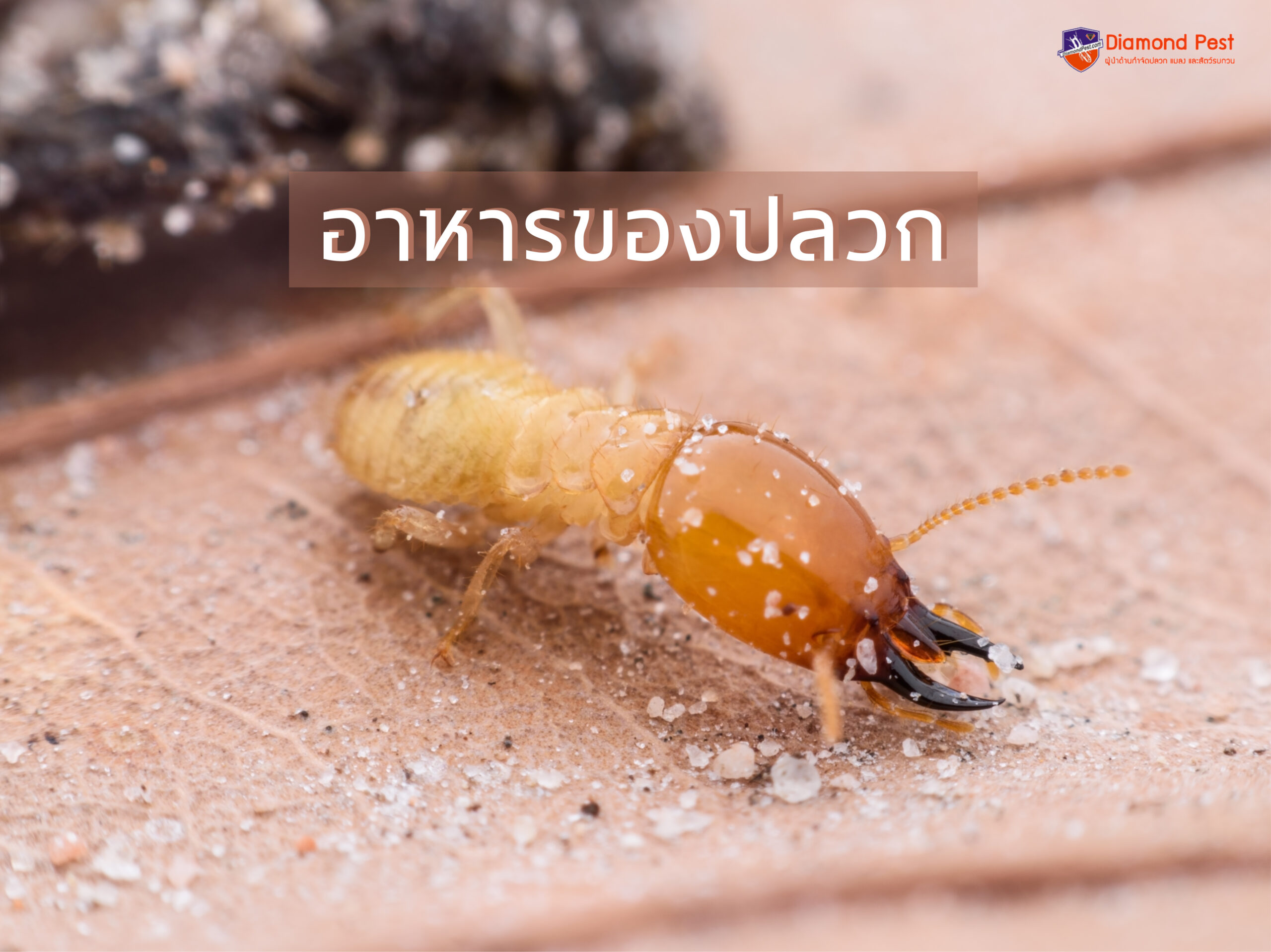 อาหารของปลวก