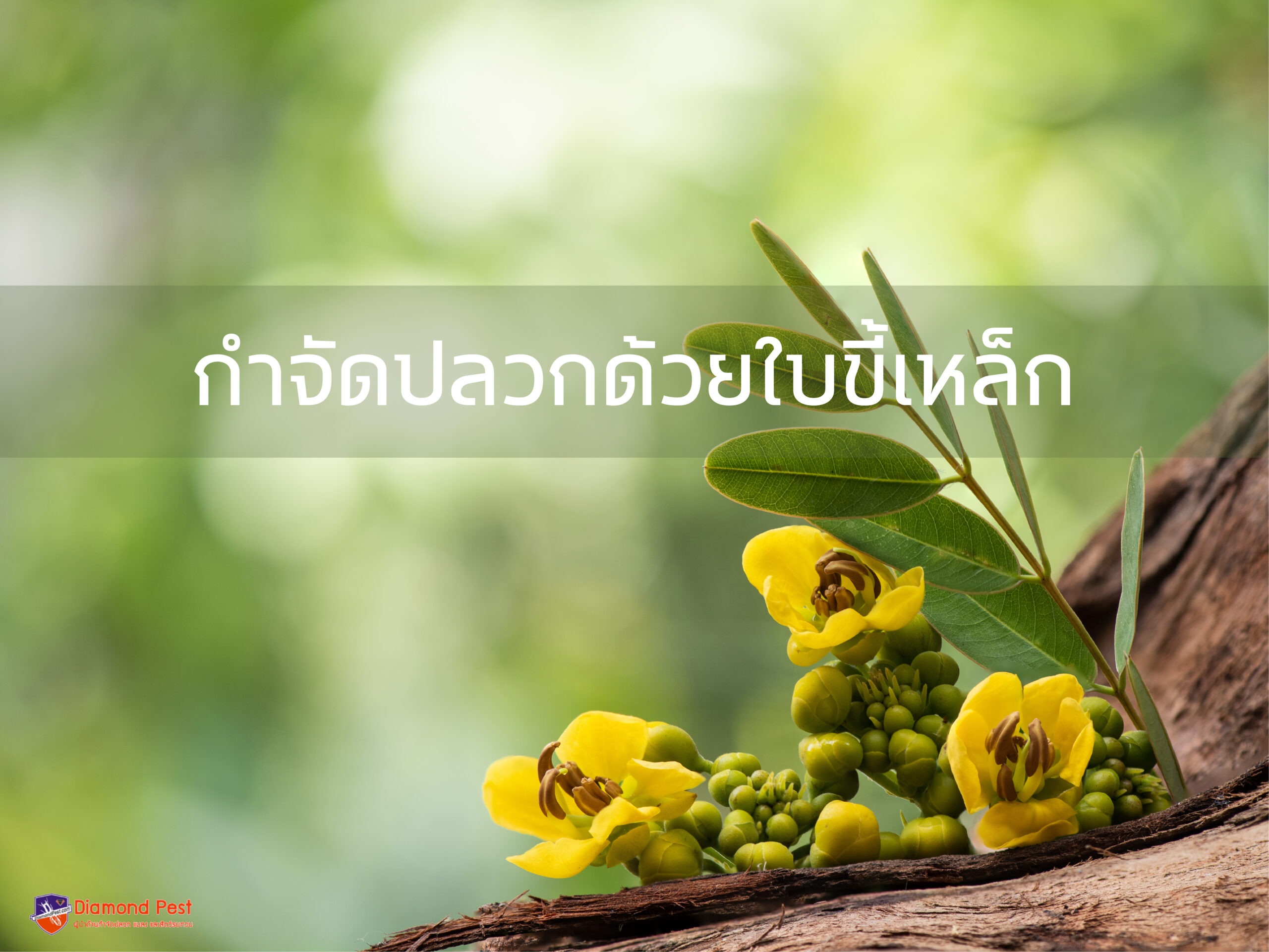กำจัดปลวกด้วยใบขี้เหล็ก