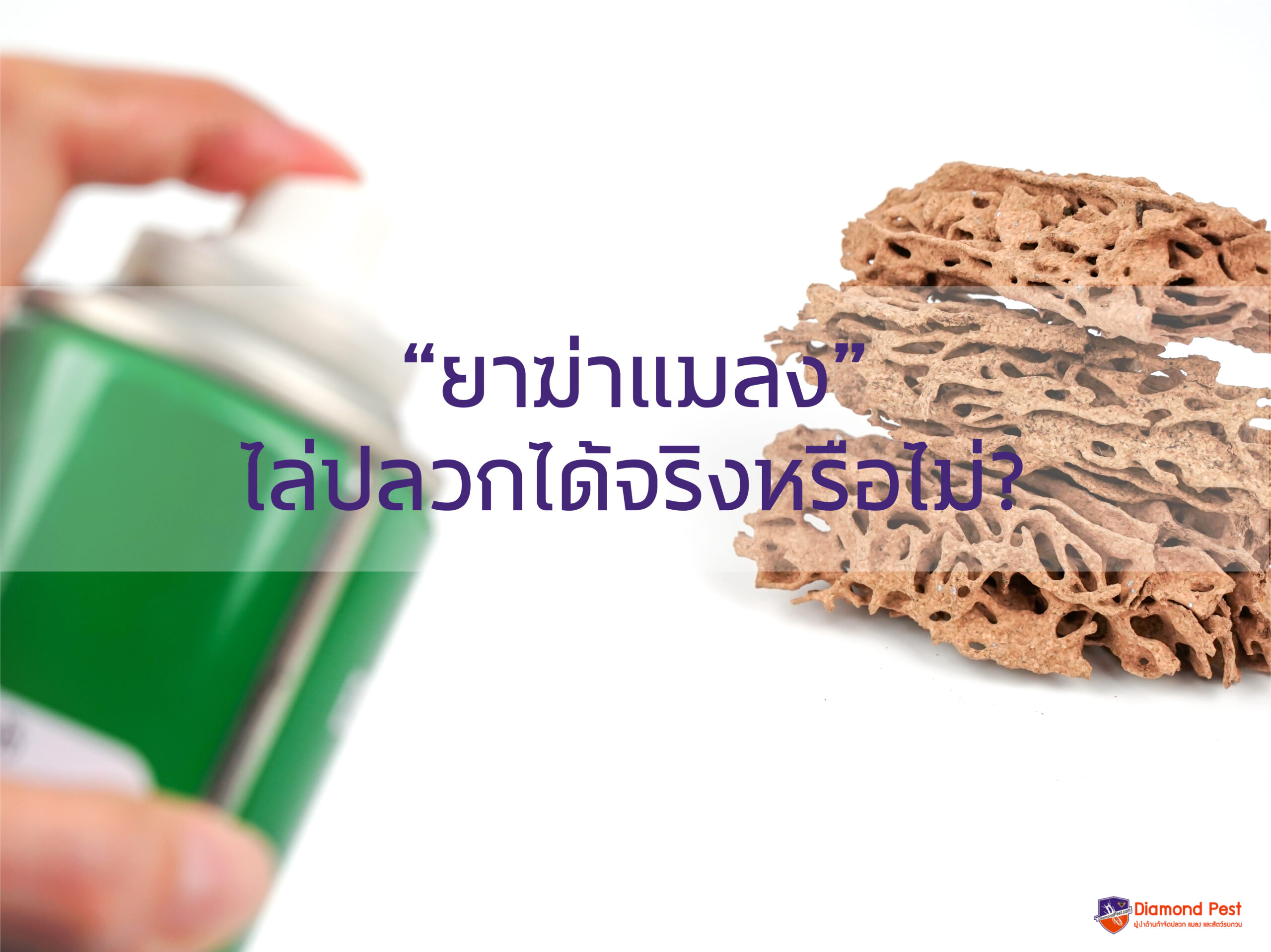 ยาฆ่าแมลงไล่ปลวกได้จริงหรือไม่