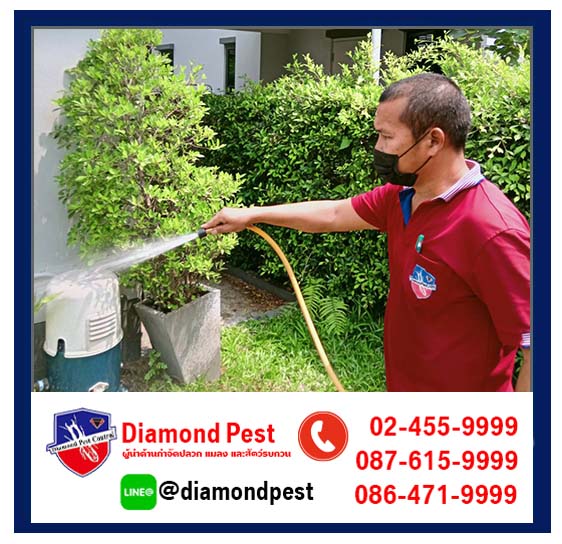 diamondpest