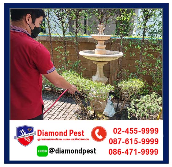 diamondpest