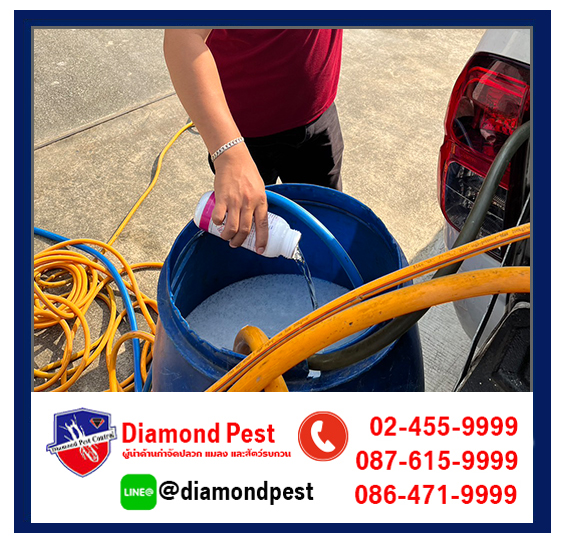 diamondpest