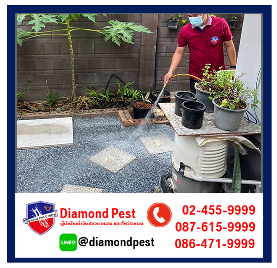 diamondpest