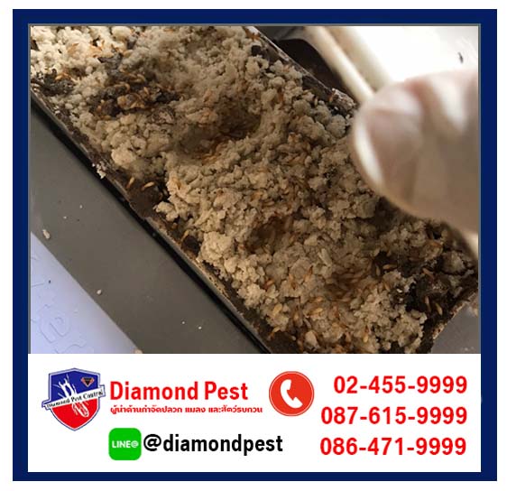 diamondpest