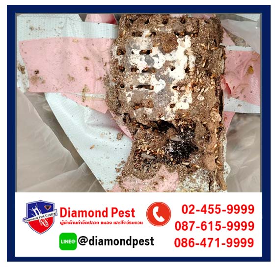 diamondpest