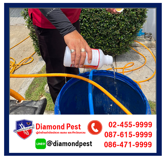 diamondpest