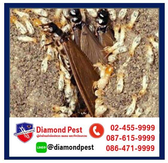 diamondpest