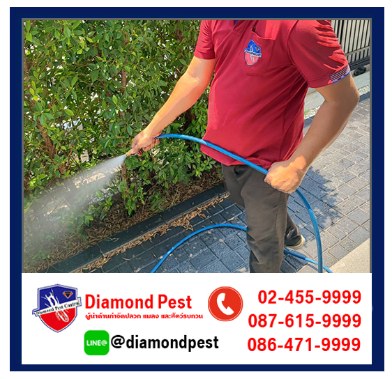 diamondpest
