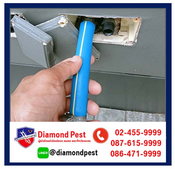 diamondpest