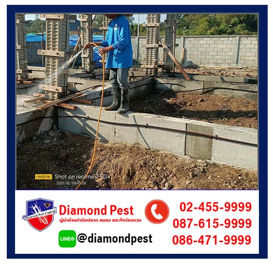 diamondpest