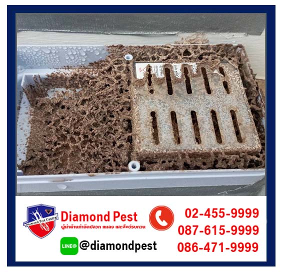 diamondpest