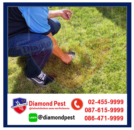 diamondpest