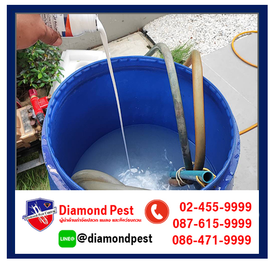 diamondpest