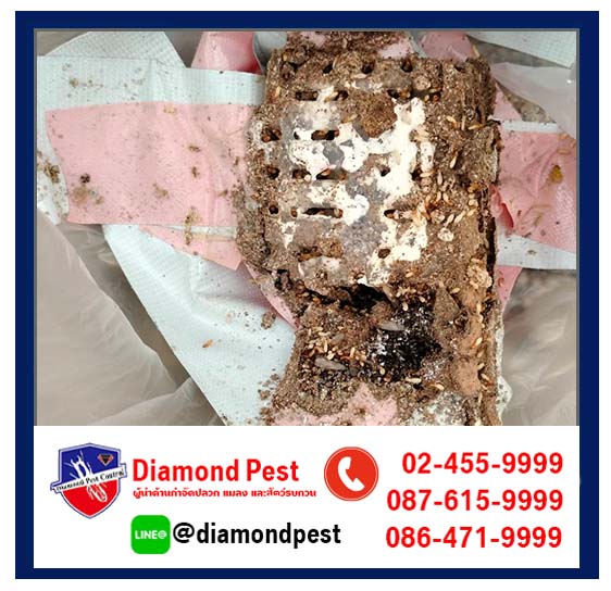 diamondpest