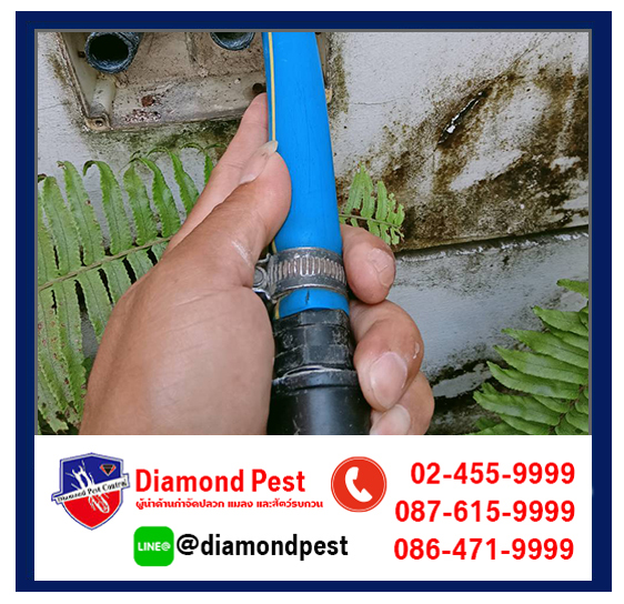 diamondpest