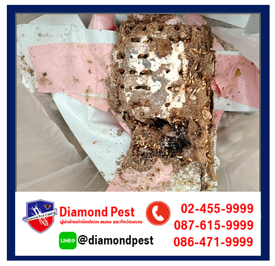 diamondpest