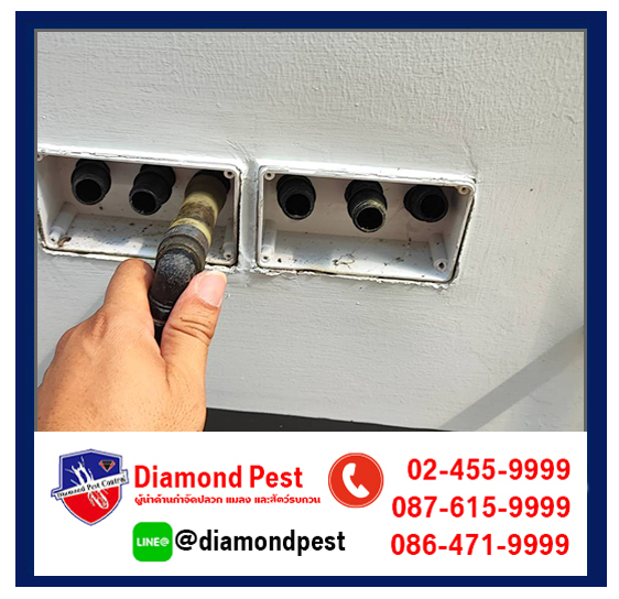 diamondpest