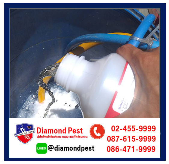 diamondpest