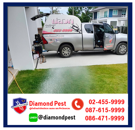 diamondpest