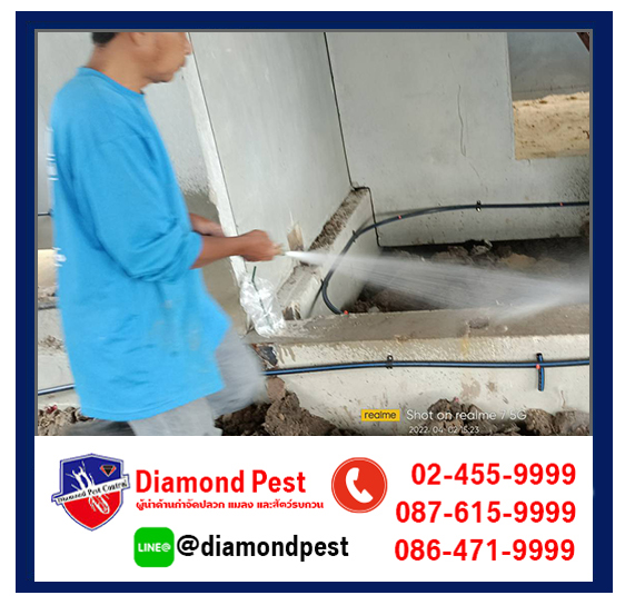 diamondpest