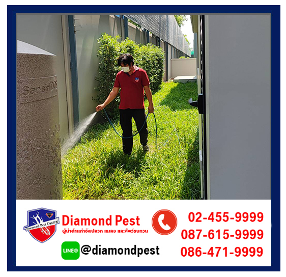 diamondpest