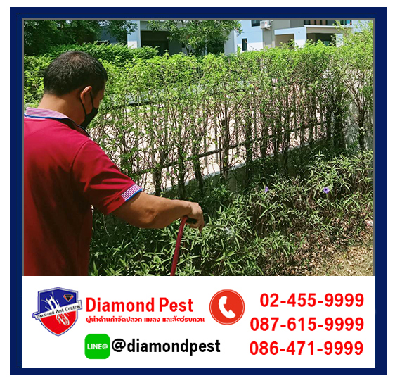diamondpest