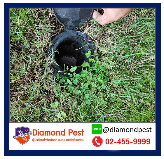 diamondpest