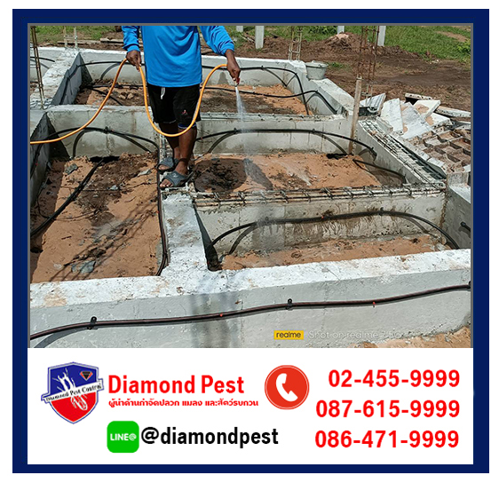 diamondpest