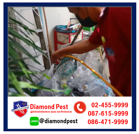 diamondpest