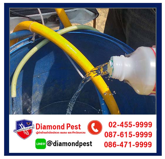 diamondpest